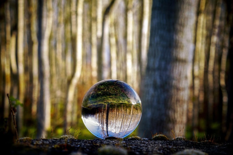 Forest Meditation